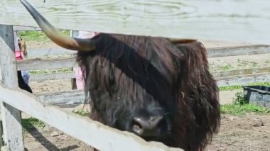 Yakın plan kıllı boynuzlu siyah boğa açık otlakta duruyor.