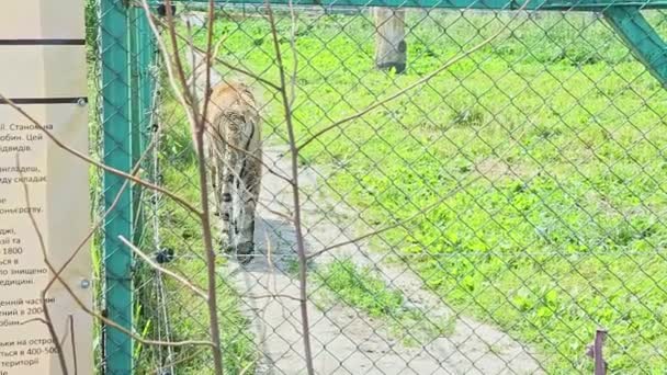 Tigre amarillo grande salvaje camina en la jaula grande del zoológico — Vídeos de Stock