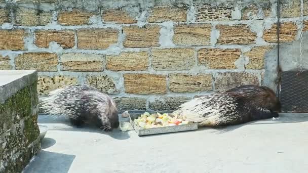 Paire de porcs-épics sauvages manger des fruits de grande assiette — Video