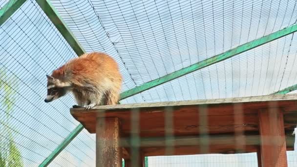Рыжий енот умывается на деревянной крыше — стоковое видео
