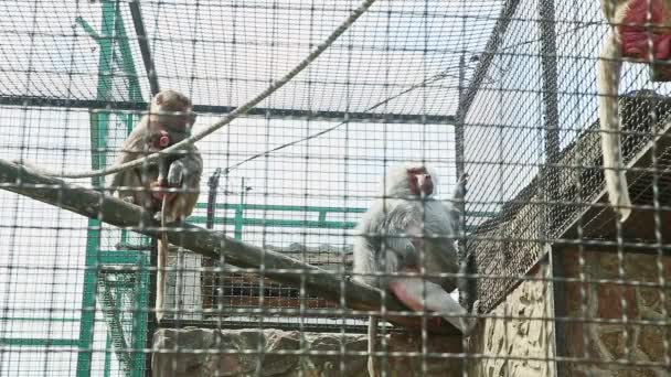 Macacos selvagens família sentar em travessas de madeira em gaiola zoológico — Vídeo de Stock