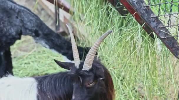 Zoom out z czarnej kozy i czarny alpaka jeść trawę — Wideo stockowe