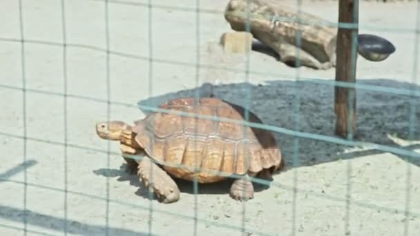 Big turtle walks in cage behind lattice — Stock Video