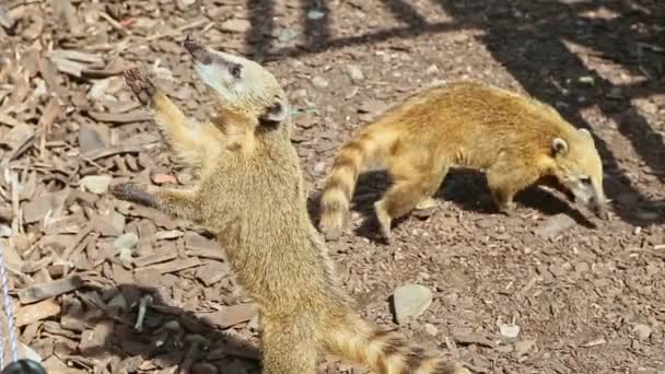 Closeup pair of wild ring-tailed coatis ask for food — 비디오