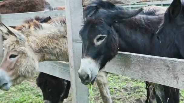 Closeup panorama of many donkeys eat green grass — 비디오