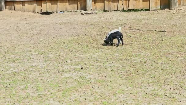 Les bébés chèvres noires et blanches mangent de l'herbe dans un enclos ouvert — Video