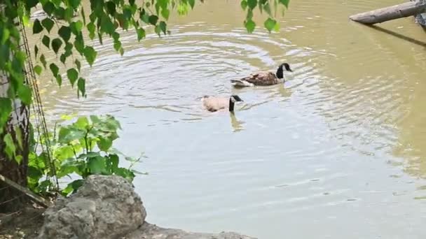 Panorama pary dzikich dorosłych kaczek kąpiących się i czystych piór — Wideo stockowe