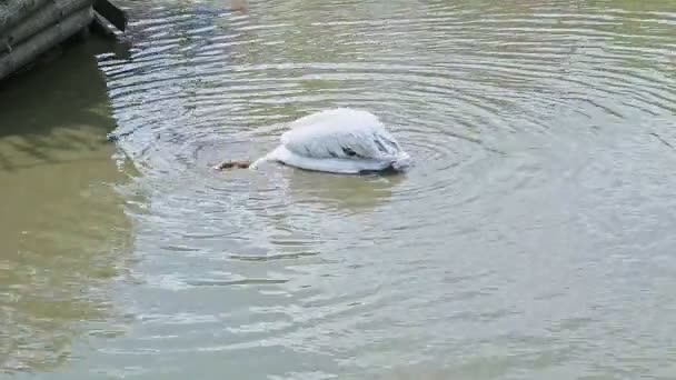 Grand pélican blanc pêche dans le lac vert ouvert — Video