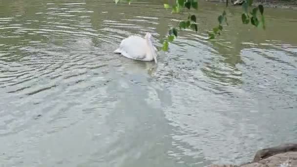 Панорама больших диких белых пеликанов чистых перьев в озере — стоковое видео
