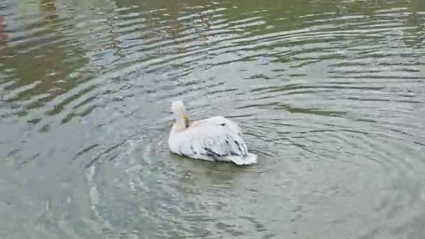 Панорама больших белых пеликанов чистых перьев на мелководье озера — стоковое видео