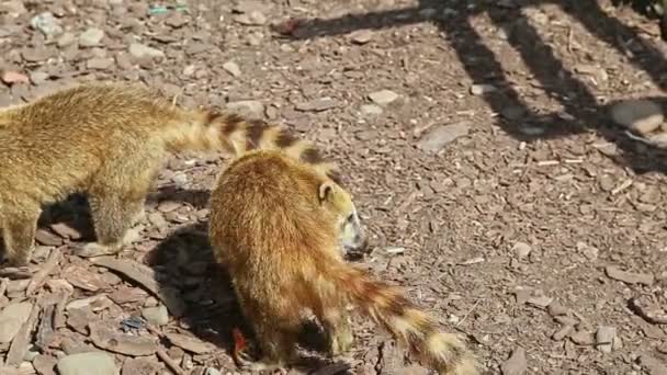 Pair of wild ring-tailed coatis eat food on ground — Stock Video