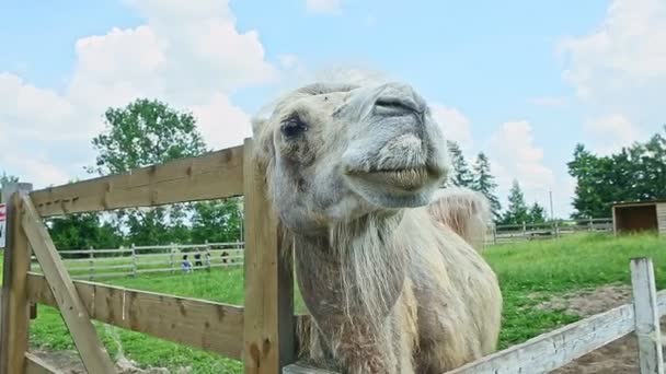 Nahaufnahme weißes Kamel kaut in Koppel mit Wiese — Stockvideo