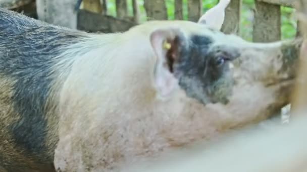 Foco en el cerdo doméstico grande comer hojas verdes frescas — Vídeos de Stock