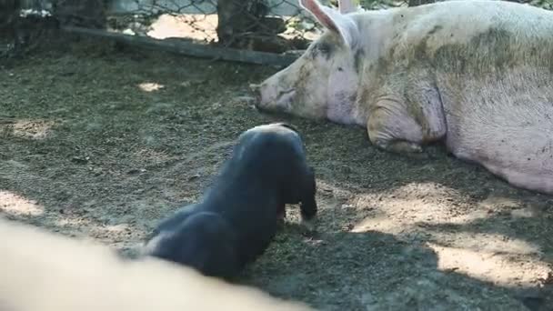 Маленька чорна свиня лежить поруч з великою рожевою домашньою свинею — стокове відео