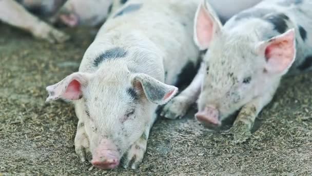 Primer plano dos pequeños cerdos rosados domésticos con manchas negras dormir — Vídeo de stock