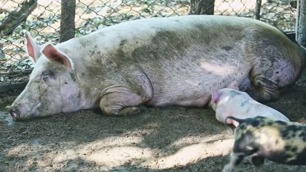 Pequenos porquinhos domésticos descansam ao lado da grande porca adulta — Vídeo de Stock