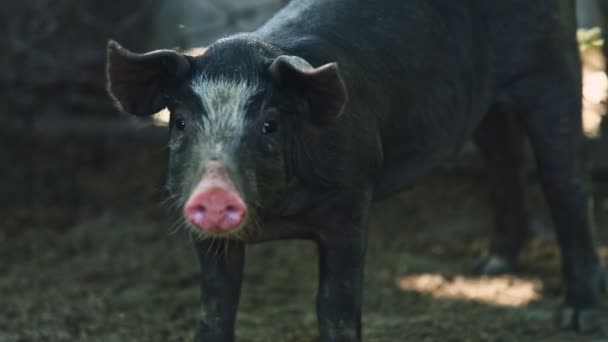 Zoom fora de pequeno porquinho doméstico preto — Vídeo de Stock