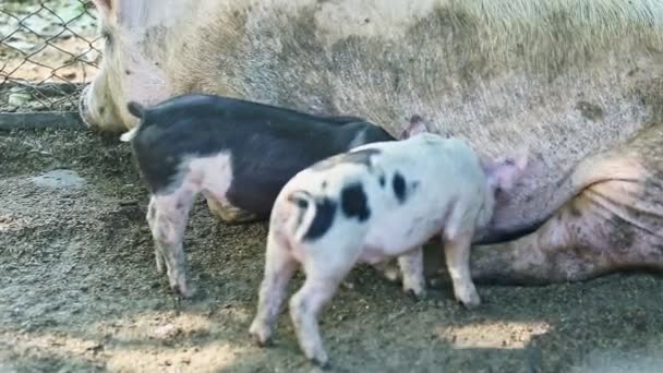 Yakın plan iki benekli domuz anne sütü içmeye çalışıyor. — Stok video