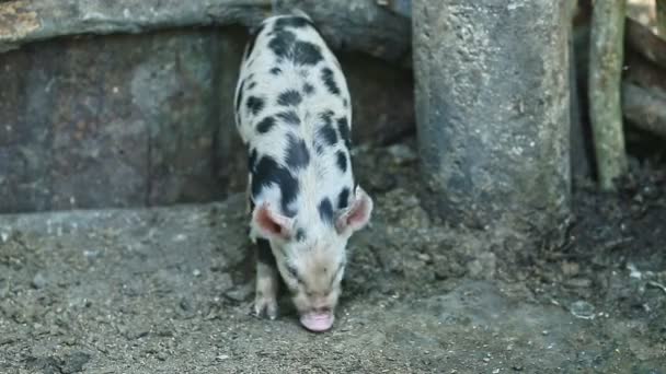 Closeup small spotted domestic pig looks for food — 비디오