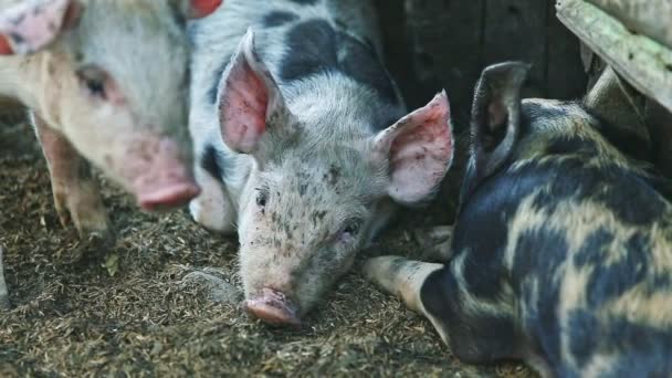 Closeup small spotted domestic piggies sleep on ground — 비디오