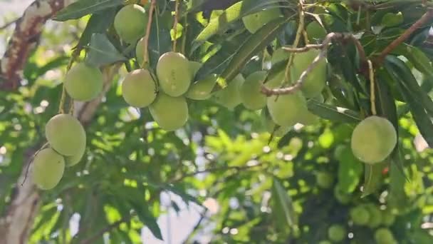 Closeup wind shakes big branch of tree with green mangoes — Stock Video
