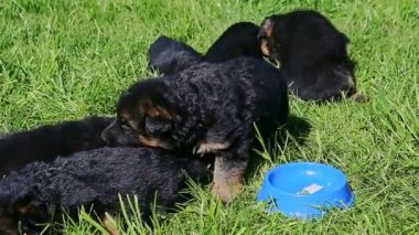 Bir çok Alman çoban köpeğinin yeşil çimlerde dinlendiği panorama