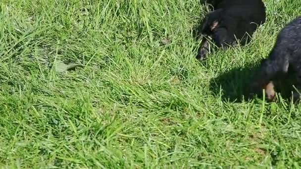 Kleine Gruppe deutscher Schäferhunde ruht sich im grünen Gras aus — Stockvideo