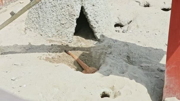 Wild meerkat climb out from big hole in sand near clay home — Stock Video