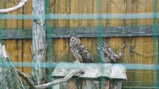 Par de grandes búhos salvajes descansan en casa de madera en jaula — Vídeos de Stock