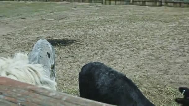 Lamas blancos y negros comen hierba verde en establo grande — Vídeos de Stock