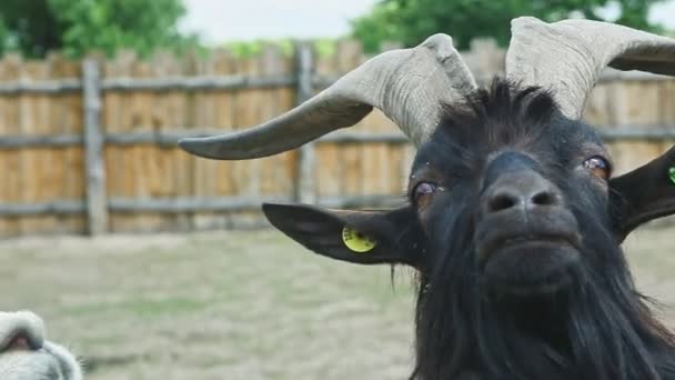 Panorama z bliska od czarnej kozy do białej głowy lamy — Wideo stockowe