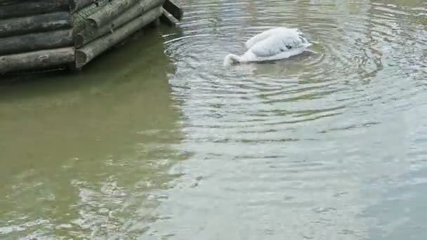 Panorama de pelícano blanco salvaje nadando en lago poco profundo — Vídeos de Stock