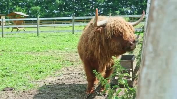 Kahverengi İskoç İskoç sığırları açık otlakta yürür — Stok video