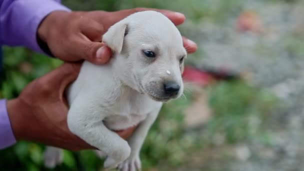 Yakın plan adam küçük beyaz köpek yavrusunu elleriyle okşar. — Stok video