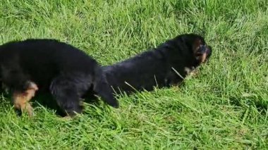 İki siyah Alman çoban köpeği yeşil çimenlerde yürür.