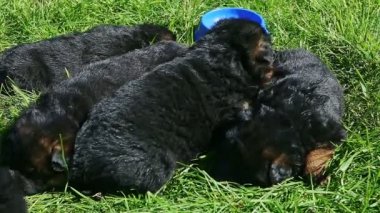 Yakın plan Alman çoban köpekleri yeşil çimlerde dinleniyor.