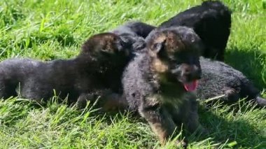 Alman çoban köpeklerinin yakın çekim manzarası yeşil çimenlerde oynuyor.
