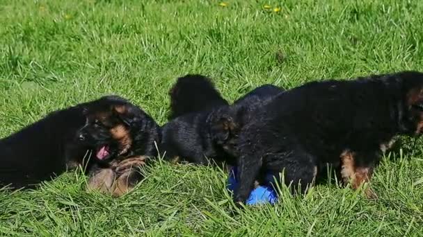 Niño llevar un cachorro pastor alemán de tazón azul con leche — Vídeos de Stock