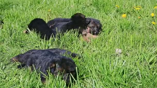 Küçük siyah Alman çoban köpeği gruptan uzaklaşıyor. — Stok video