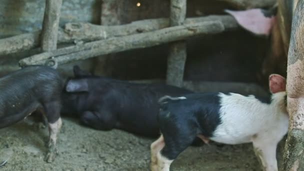 Panorama de pequeños cerdos domésticos corren en gran pocilga — Vídeo de stock