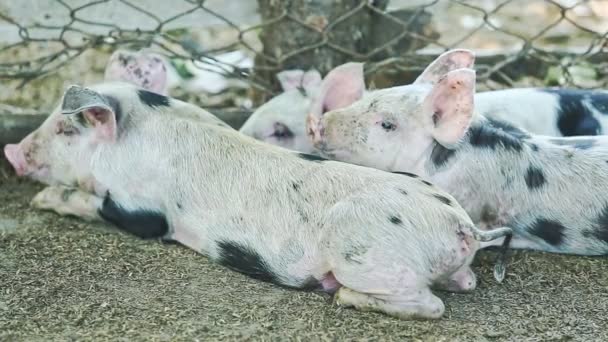 Detailní záběr tři malá domácí růžová prasátka s černými skvrnami odpočinku — Stock video