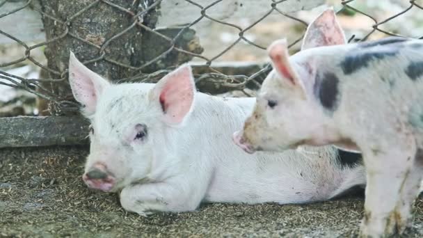 Piccolo maiale domestico con macchie sdraiato accanto a un altro maiale — Video Stock