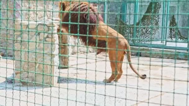 大きな動物園の檻の中の石壁に野生の大きなライオンが — ストック動画