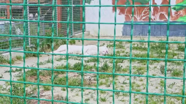 Salvaje Tigre Blanco Grande Descansa Arena Blanca Con Hierba Verde — Vídeos de Stock