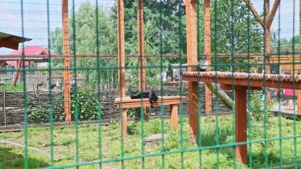 緑の草の大きな動物園の檻の中の高さの木製のテーブルの上に野生の黒いパンサー — ストック動画
