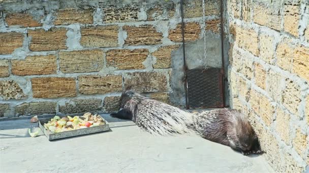 大きなプレートの近くにある大きな動物園の檻の中で2組の野生のカボチャが眠る — ストック動画