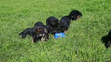 Bir çok küçük siyah Alman çoban köpeğine yakınlaşın. Mavi kaseden süt için. Yeşil çimenlerin üzerinde duruyor.
