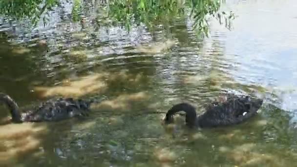 一对美丽的黑天鹅在大动物园的绿湖里觅食 — 图库视频影像