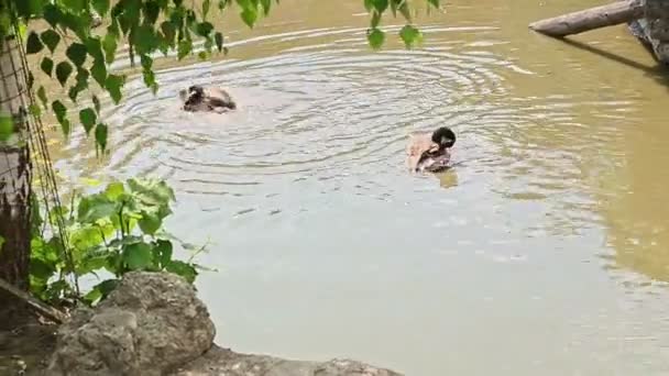 Par Patos Adultos Selvagens Banhando Penas Limpas Lago Raso Verde — Vídeo de Stock