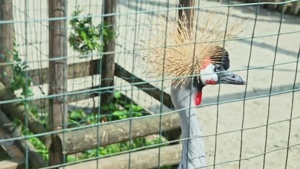 Closeup Portrait Grey Crowned Crane Green Lattice Large Zoological Cage — Stock Video